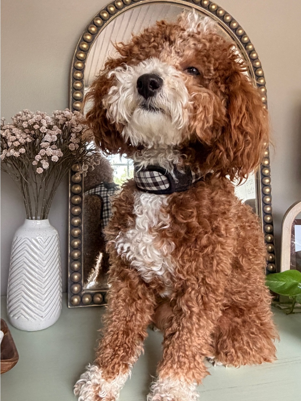 Top Paw Black Plaid Dog Collar